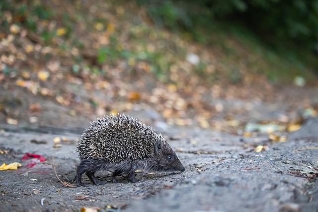的比赛中表 的比赛中表